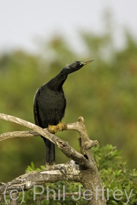 Anhinga