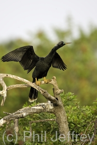 Anhinga