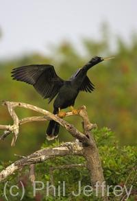 Anhinga