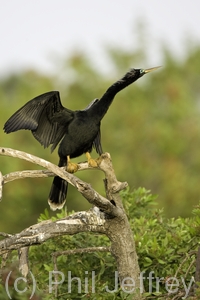 Anhinga