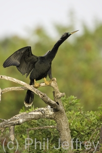 Anhinga