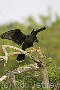 Anhinga