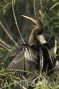 Anhinga