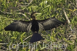 Anhinga