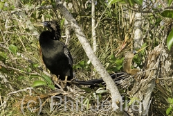 Anhinga