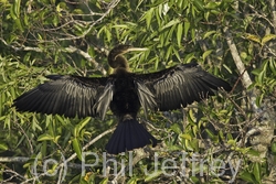 Anhinga