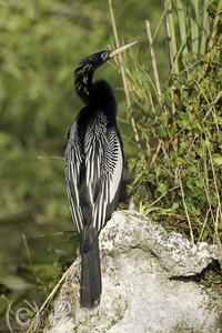 Anhinga