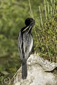 Anhinga