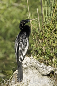 Anhinga