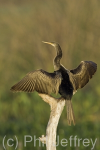 Anhinga