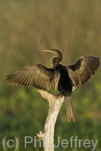 Anhinga