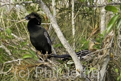 Anhinga