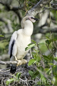 Anhinga