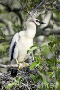 Anhinga