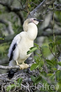 Anhinga