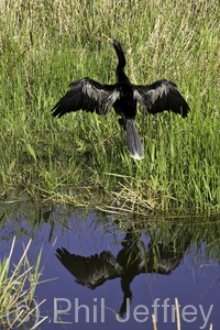 Anhinga