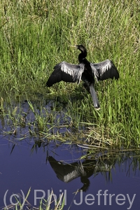 Anhinga