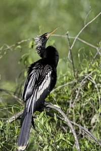 Anhinga
