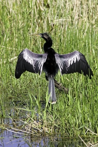 Anhinga