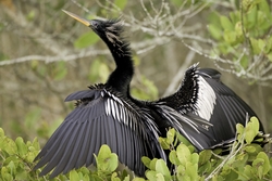Anhinga