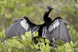Anhinga