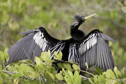 Anhinga