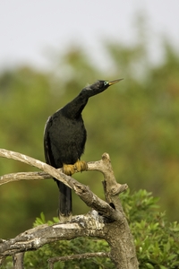 Anhinga