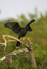 Anhinga