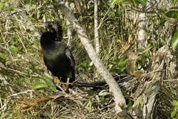 Anhinga