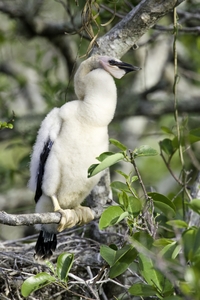 Anhinga
