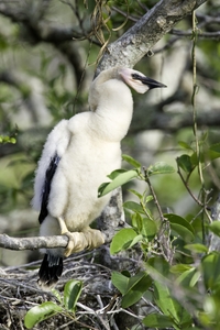 Anhinga