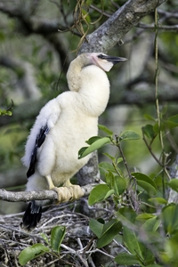 Anhinga