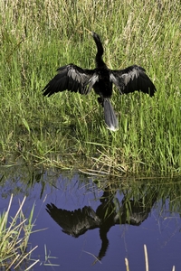 Anhinga