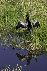 Anhinga