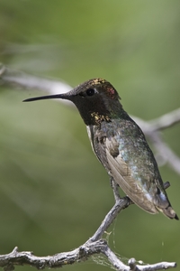 Annas Hummingbird