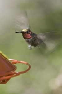 Annas Hummingbird