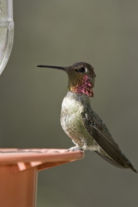 Annas Hummingbird