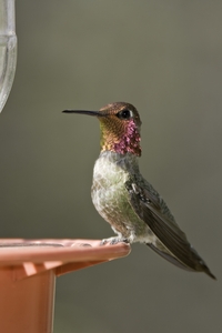 Annas Hummingbird