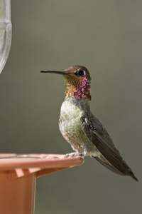 Annas Hummingbird