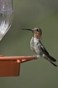 Annas Hummingbird