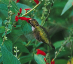 Archilochus sp