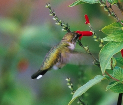 Archilochus sp