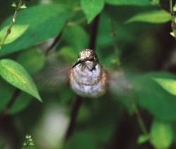 Archilochus sp