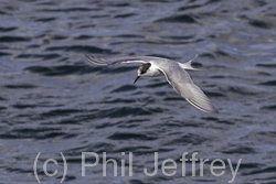Arctic Tern