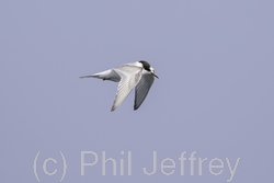 Arctic Tern