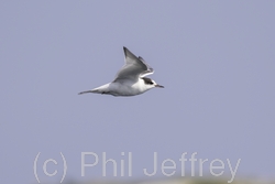 Arctic Tern