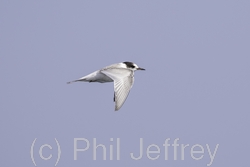 Arctic Tern