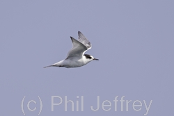Arctic Tern