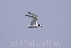 Arctic Tern