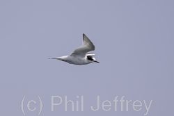 Arctic Tern